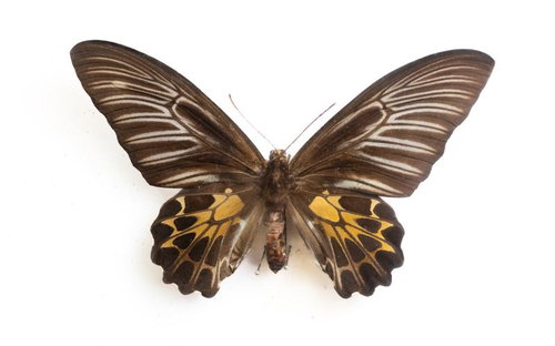 キシタアゲハのメスの標本